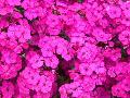 Amazon Neon Sweet William / Dianthus barbatus 